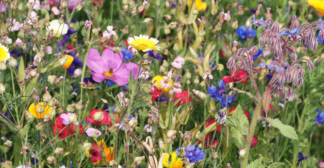 Floriography Design Challenge Spoonflower